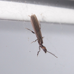 Oligotoma humbertiana