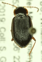 Apteroloma caraboides