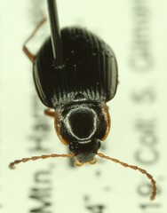 Apteroloma caraboides