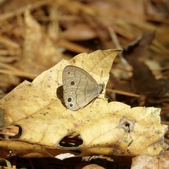 Hermeuptychia intricata