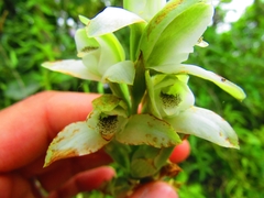 Chloraea membranacea