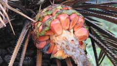 Macrozamia moorei