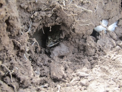 Leptodactylus latinasus