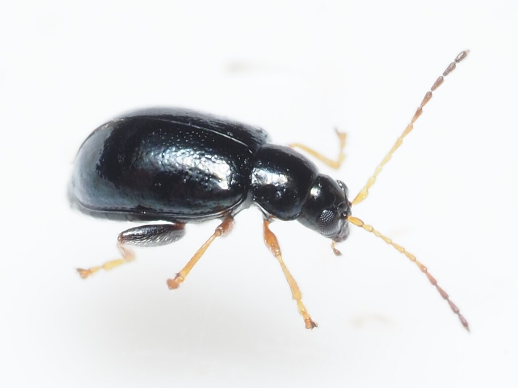 Aphthona atrocaerulea