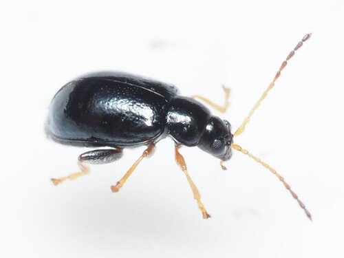 Aphthona atrocaerulea