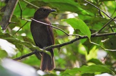 Schiffornis veraepacis