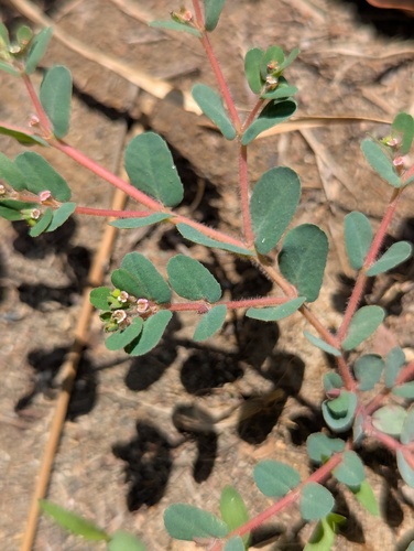 Euphorbia humifusa