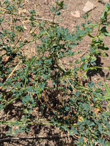 Alfalfa