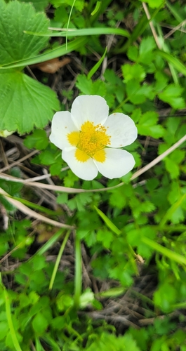 Aleutian Avens (Geum pentapetalum)
