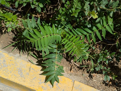 tree-of-heaven