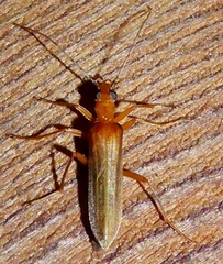 Nacerdes testacea