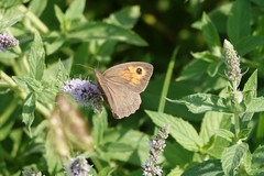 Maniola jurtina