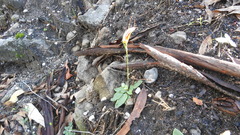 Pterostylis ophioglossa