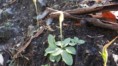 Pterostylis ophioglossa