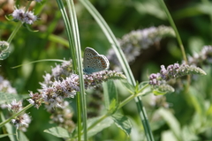 Polyommatus icarus