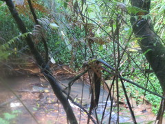 Freycinetia banksii