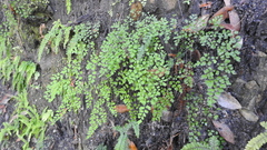 Adiantum atroviride