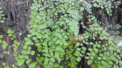 Adiantum atroviride