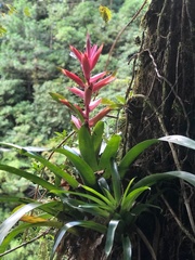 Tillandsia leiboldiana