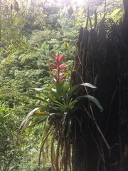 Tillandsia leiboldiana