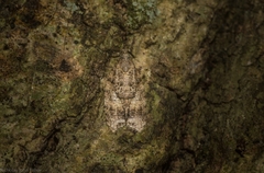 Polylopha epidesma