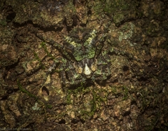 Stephanopis carcinoides