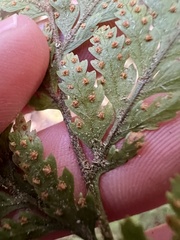 Parapolystichum microsorum (Parapolystichum microsorum)