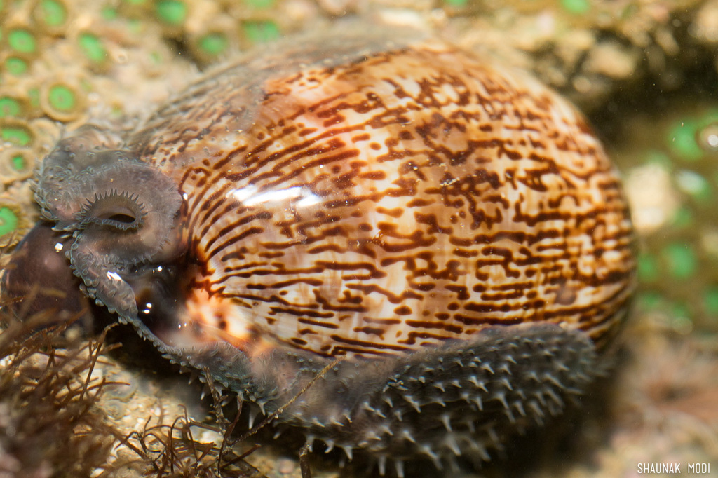 Mauritia arabica