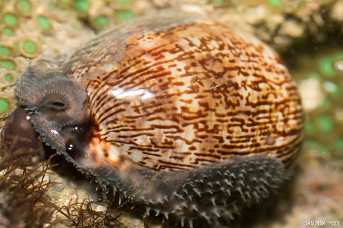 Arabian Cowry