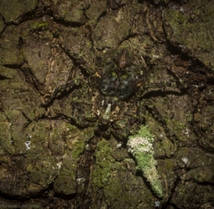 Stephanopis carcinoides