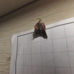 Clydonopteron sacculana