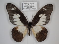 Graphium schubotzi schubotzi