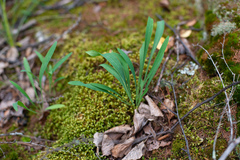 Bupleurum multinerve