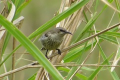 Cinnyris bifasciatus microrhynchus