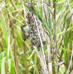 Cinnyris bifasciatus microrhynchus