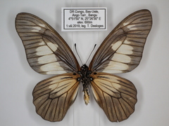 Graphium schubotzi schubotzi