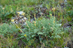 Phlojodicarpus sibiricus