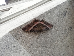 Ascalapha odorata