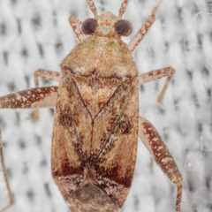 Phytocoris breviusculus