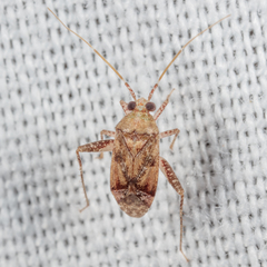 Phytocoris breviusculus