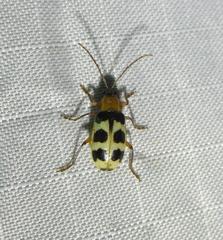 Paranapiacaba tricincta