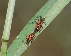 Melanerythrus mactans