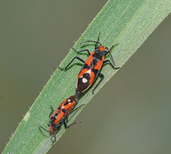 Melanerythrus mactans