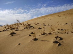 Eremosparton aphyllum