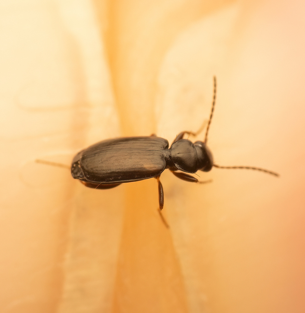 Syntomus obscuroguttatus