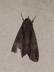 Ercheia