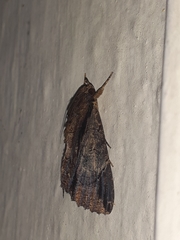 Ercheia
