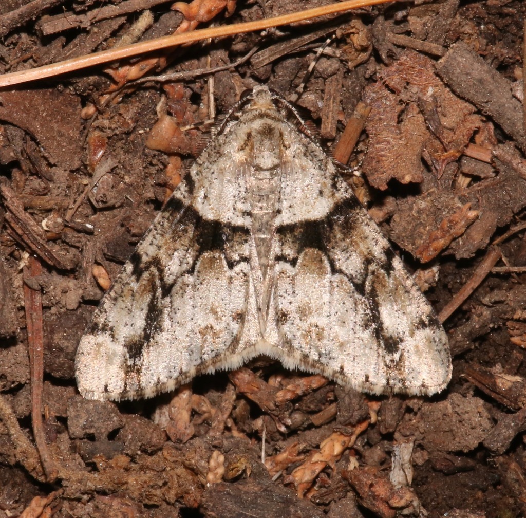 Vinemina opacaria