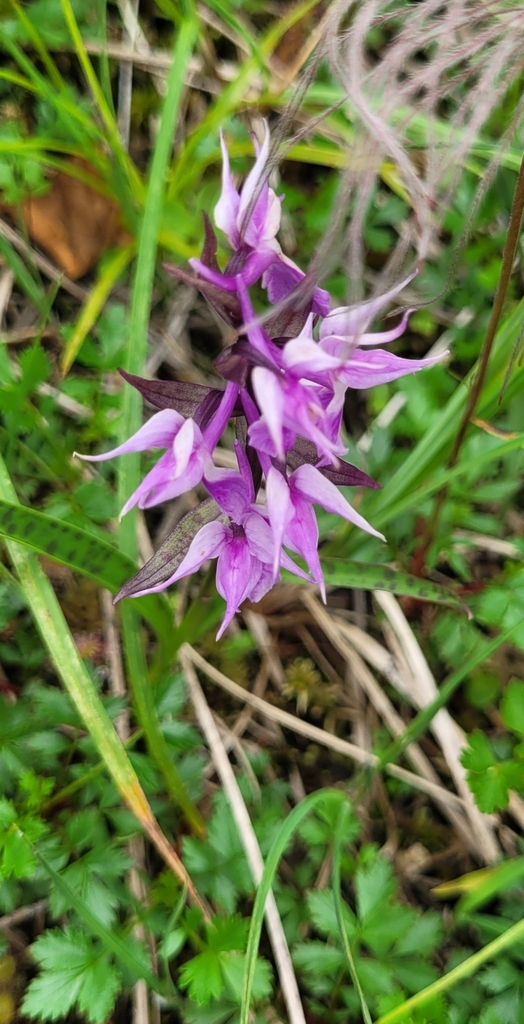 Dactylorhiza aristata