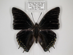 Charaxes cedreatis